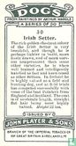 Irish Setter - Image 2