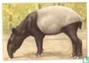 Maleise Tapir. - Afbeelding 1