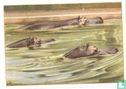 Zwemmende Nijlpaarden. - Image 1