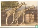 Giraffen-paar. - Afbeelding 1