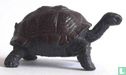 Riesenschildkröte - Bild 1