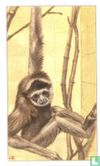 Müller's Gibbon. - Image 1
