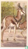 Springbokken - Image 1