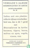 Jachtluipaarden - Bild 2