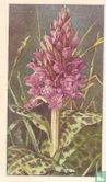 Breedbladige Orchis - Afbeelding 1