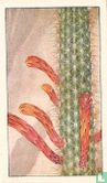Oranjeroode - Toortscactus - Afbeelding 1
