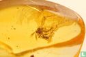 Fossil beetle in Baltic amber - Afbeelding 3