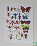 Butterflies - Image 1