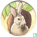 Kaninchen   - Bild 1