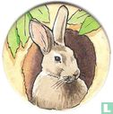 Rabbit - Image 1