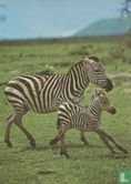 TN312 - Zebra met jongen - Image 1