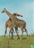 TN312 - Giraffen