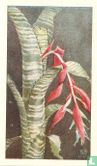 Witgestreepte Kokerbromelia - Afbeelding 1