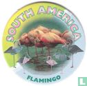 Südamerika-Flamingo - Bild 1