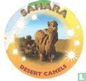 Chameaux du désert du Sahara - Image 1