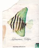 Zebrasoma velifer - Image 1