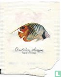 Chaetodon Auriga (Pesce Farfalla) - Afbeelding 1