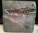 Fossiele vis Thuraium Pholidotus Traquair - Image 1
