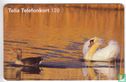 Swan with Goose - Image 1