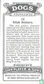 Irish Setters - Image 2