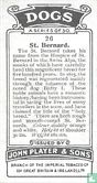 St. Bernard - Afbeelding 2