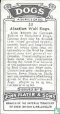 Alsatian Wolf Dogs - Image 2
