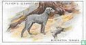 Bedlington Terrier - Afbeelding 1