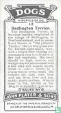 Bedlington Terrier - Afbeelding 2