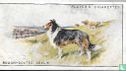 Rough-coated Collie - Afbeelding 1