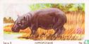 Hippopotame - Image 1