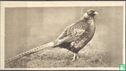 The Japanese Pheasant - Afbeelding 1