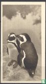 The Black Footed or Cape Penguins - Bild 1