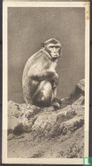 The Common Monkey or Macaque - Afbeelding 1