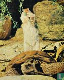 Eekhoorn en Schildpad - Afbeelding 1