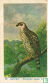 Sperwer - Accipiter nisus L - Image 1