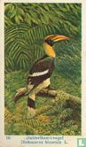 Dubbelhoornvogel - Dichoceros bicornis L - Image 1