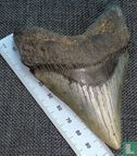 Megalodon Tand 10 cm - Afbeelding 1