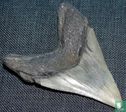 Megalodon Tand 10 cm - Afbeelding 2