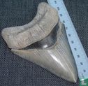 Megalodon Tand 11,2 cm - Afbeelding 1