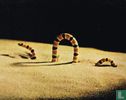 Gravende slang - Afbeelding 1