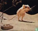 Kangoeroe-rat en ratelslang - Afbeelding 1