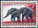 Elephants
