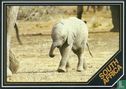 SafariCard: Baby Elephant - Afbeelding 1