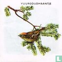 Vuurgoudhaantje