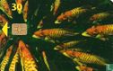 Fisk - Image 1