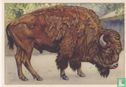 Bison (Stier) - Afbeelding 1
