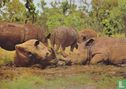 Kenya Wildlife - Group of Rhinoceros - Afbeelding 1