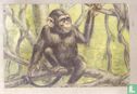Chimpansee
