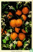 FK.23 USA Florida Oranges and blossoms - Image 1