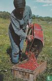 278 - Picking Cranberries on Cape Cod - Image 1